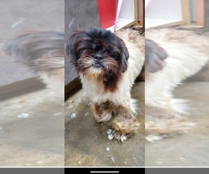 Shih Tzu Dogs for adoption in Little Rock, AR, USA