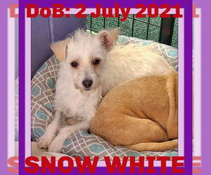 Mutt Dogs for adoption in Sebec, ME, USA