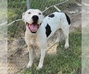 American Pit Bull Terrier Dogs for adoption in Conroe, TX, USA