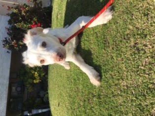 Sheprador Dogs for adoption in Huntington Beach, CA, USA