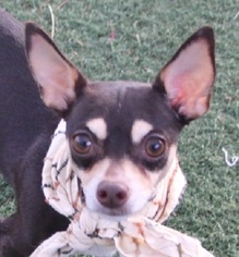 Chihuahua Dogs for adoption in Las Vegas, NV, USA