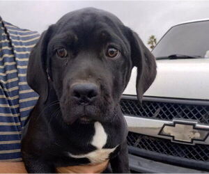 Mastiff Dogs for adoption in Alameda, CA, USA