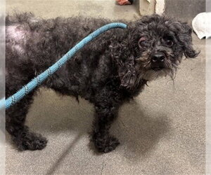 Poodle (Miniature) Dogs for adoption in Forestville, MD, USA