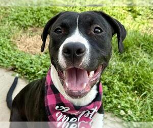 American Pit Bull Terrier Dogs for adoption in Pueblo, CO, USA