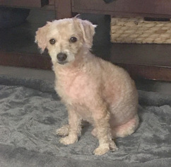 Poodle (Miniature)-Unknown Mix Dogs for adoption in Missouri City, TX, USA