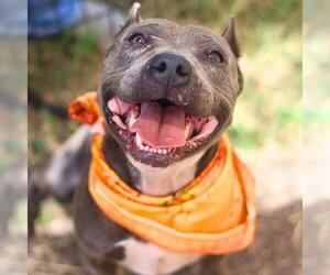 American Staffordshire Terrier-Unknown Mix Dogs for adoption in San Antonio, TX, USA