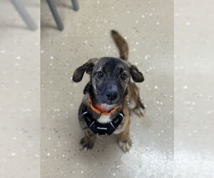 Feist Terrier-Unknown Mix Dogs for adoption in Mundelein, IL, USA