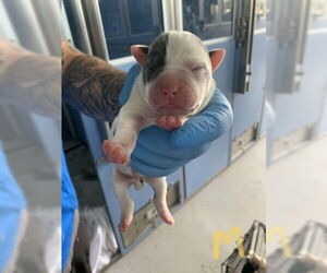 American Pit Bull Terrier Dogs for adoption in San Bernardino, CA, USA