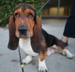 Basset Hound Dogs for adoption in Los Angeles, CA, USA