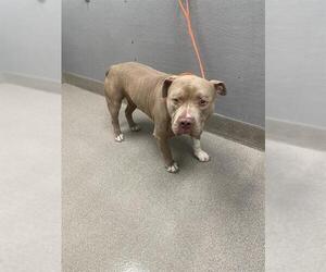 American Staffordshire Terrier-Unknown Mix Dogs for adoption in Las Vegas, NV, USA