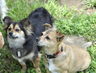 Chi-Corgi Dogs for adoption in Liberty, NC, USA