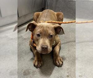 Mutt Dogs for adoption in Forestville, MD, USA
