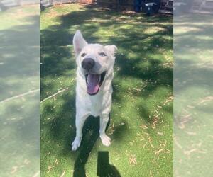 Siberian Husky Dogs for adoption in Fremont, CA, USA