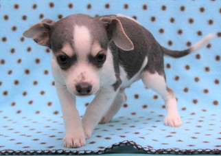 Chihuahua Dogs for adoption in Fayetteville, GA, USA