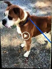 Boxer Dogs for adoption in Loganville, GA, USA