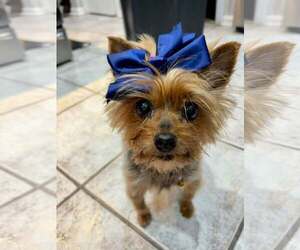 Mutt Dogs for adoption in Arlington, VA, USA