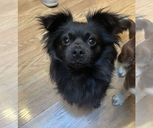 Pomeranian-Unknown Mix Dogs for adoption in Bellevue, WA, USA