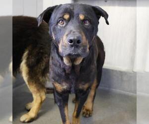 Rottweiler Dogs for adoption in San Antonio, TX, USA