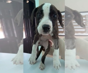 Boxer-Unknown Mix Dogs for adoption in Plainfield, IL, USA