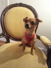 Chihuahua Dogs for adoption in Edgewater, NJ, USA