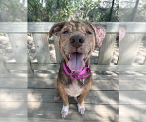 Mutt Dogs for adoption in Elmsford, NY, USA