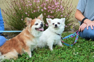 Pomeranian Dogs for adoption in South Amana, IA, USA