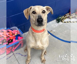 Retriever -Unknown Mix Dogs for adoption in Washington, DC, USA