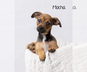 Chiweenie Dogs for adoption in Los Angeles, CA, USA