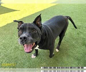 American Pit Bull Terrier-American Staffordshire Terrier Mix Dogs for adoption in West Palm Beach, FL, USA