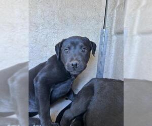 American Pit Bull Terrier-Unknown Mix Dogs for adoption in Oklahoma City, OK, USA
