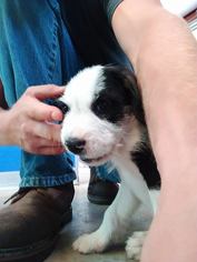 Border Collie Dogs for adoption in Guthrie, OK, USA