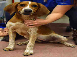 Redbone Coonhound Dogs for adoption in Ogden, UT, USA