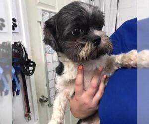 Shih Tzu Dogs for adoption in St Louis, MO, USA