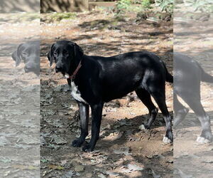 Great Dane-Labrador Retriever Mix Dogs for adoption in Lakemont, GA, USA