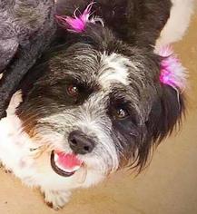 Shih Apso Dogs for adoption in St. George, UT, USA
