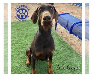 Doberman Pinscher Dogs for adoption in HESPERIA, CA, USA