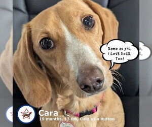 Dachshund Dogs for adoption in Shelbyville, TN, USA