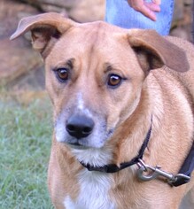 Shepradors Dogs for adoption in Germanton, TN, USA