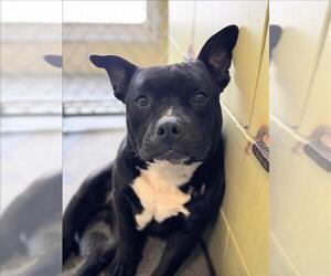 Staffordshire Bull Terrier Dogs for adoption in Woodland, CA, USA