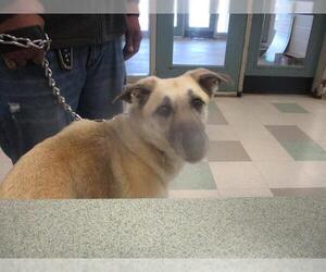 Anatolian Shepherd-Unknown Mix Dogs for adoption in Oklahoma City, OK, USA