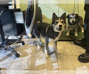 Alaskan Klee Kai-Unknown Mix Dogs for adoption in Grand Prairie, TX, USA