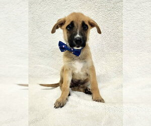 Labrador Retriever-Unknown Mix Dogs for adoption in Brewster, NY, USA