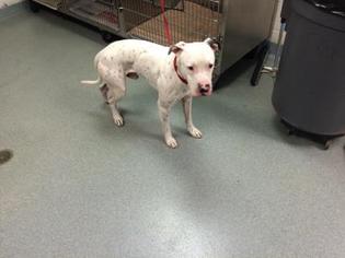 Dalmatian Dogs for adoption in West Palm Beach, FL, USA