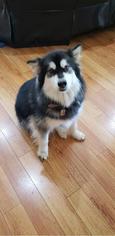 Alaskan Malamute Dogs for adoption in Lake Forest, CA, USA