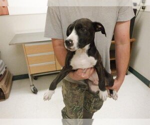 American Pit Bull Terrier-Unknown Mix Dogs for adoption in Oroville, CA, USA