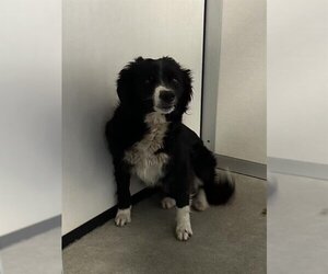 Border Collie-Unknown Mix Dogs for adoption in Stockton, CA, USA