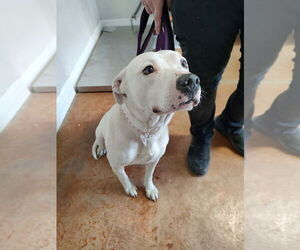 Mutt Dogs for adoption in Bolivar, MO, USA