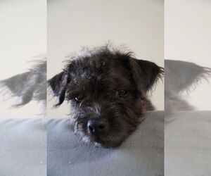 Mutt Dogs for adoption in San Diego, CA, USA