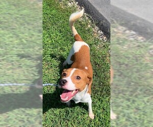 Beagle-Unknown Mix Dogs for adoption in Clintwood, VA, USA