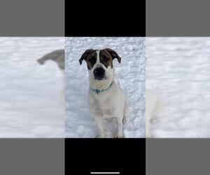 Mastiff-Saint Bernard Mix Dogs for adoption in Vaughan, Ontario, Canada